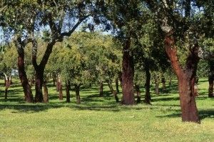 Alcornocal